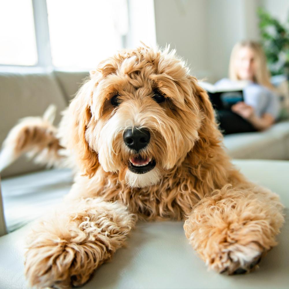 Puppy